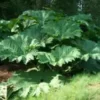 Gunnera Manicata - Le pot de 7,5 litres