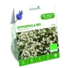 Gypsophile Paniculata Snowflake bio blanc botanic® - 1 bulbe