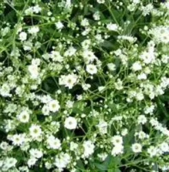 Gypsophile voile de Mariée - Le pot de 5 litres