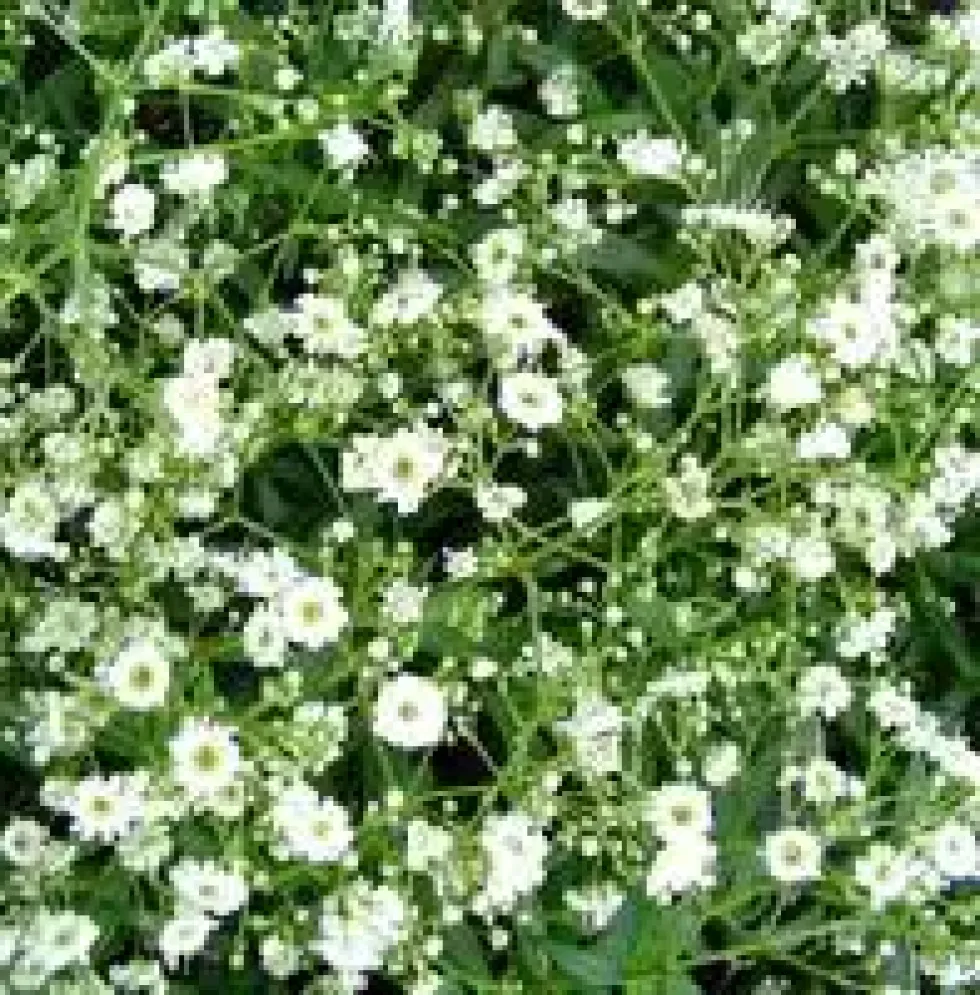 Gypsophile voile de Mariée - Le pot de 5 litres