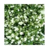 Gypsophile voile de Mariée - Le pot de 12 cm