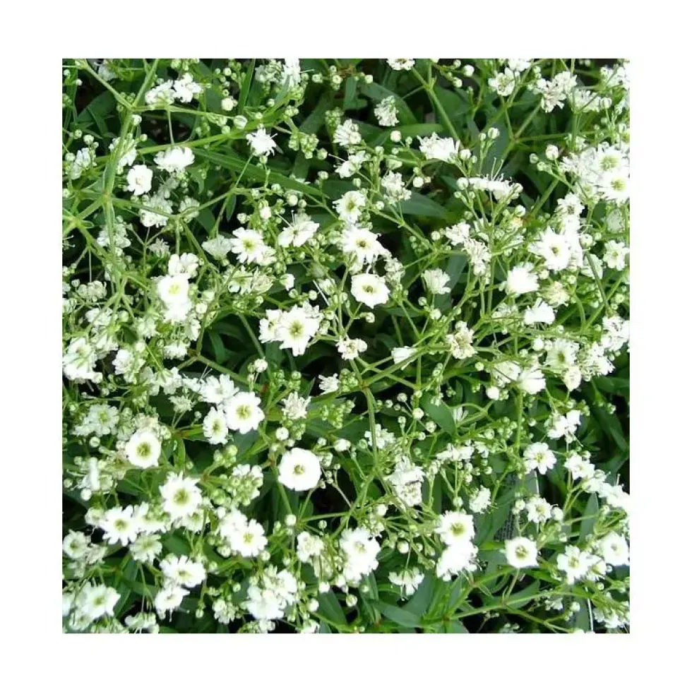 Gypsophile voile de Mariée - Le pot de 12 cm