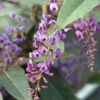 Hardenbergia - Le pot de 2 litres