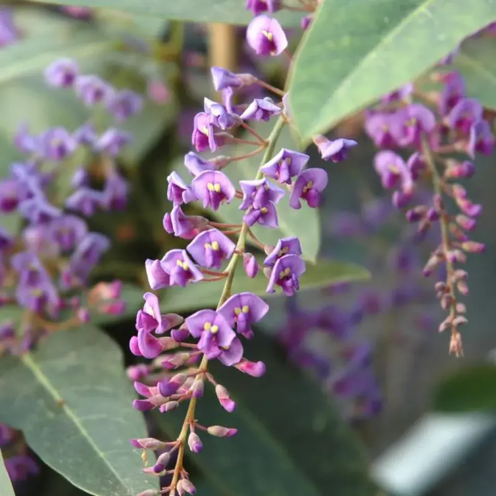Hardenbergia - Le pot de 2 litres