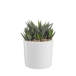 Haworthia mix en pot émaillé blanc Ø 10 cm