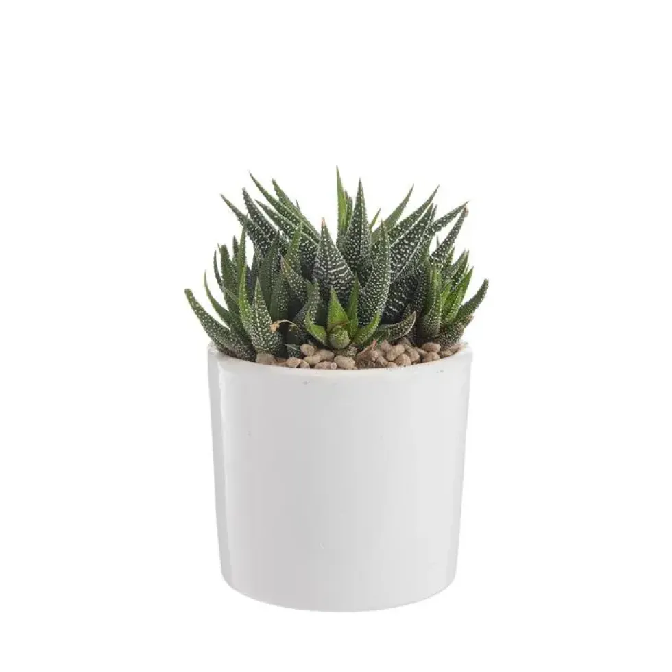 Haworthia mix en pot émaillé blanc Ø 10 cm
