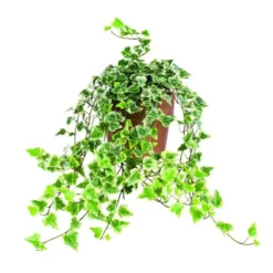 Hedera ou lierre dans son pot en terre Ø 14 cm