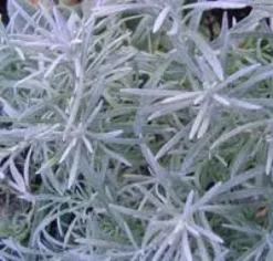 Helichrysum Italicum - Le pot de 4 litres