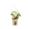 Hellebore Cache Pot Or