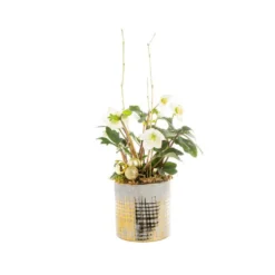 Hellebore Cache Pot Or