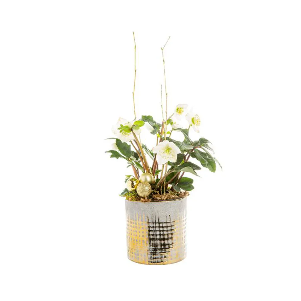 Hellebore Cache Pot Or