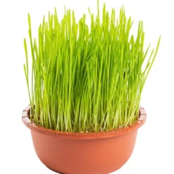 Herbe A Chat Bio. La coupe de diamètre 16 cm