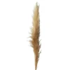 Herbe de la Pampa