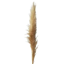 Herbe de la Pampa