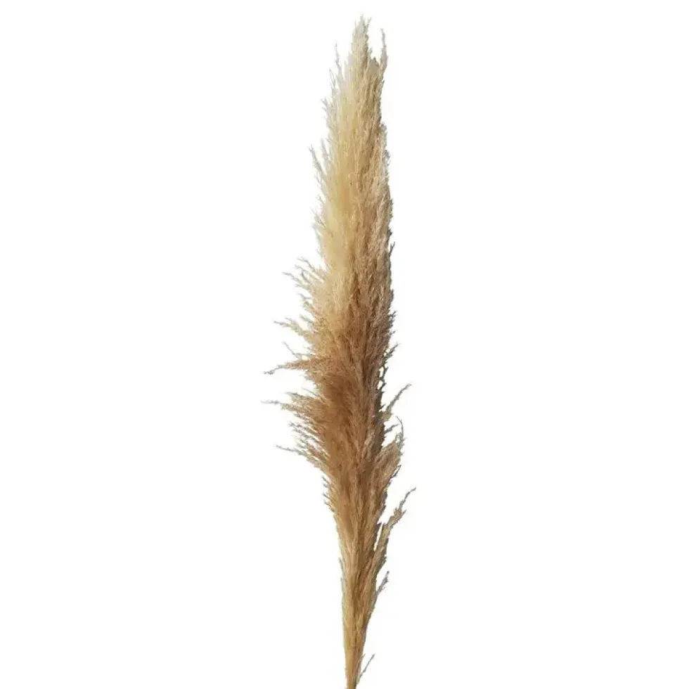 Herbe de la Pampa