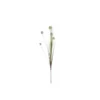 Herbe Pom Pom blanche fleur artificielle H 84 cm