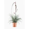 Hesperaloe Parviflora (faux yucca) en pot de 10 L vert
