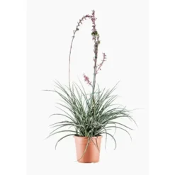 Hesperaloe Parviflora (faux yucca) en pot de 10 L vert