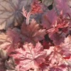 Heuchère ou Désespoir du peintre à fleurs multicolores - Le pot de 1 litre