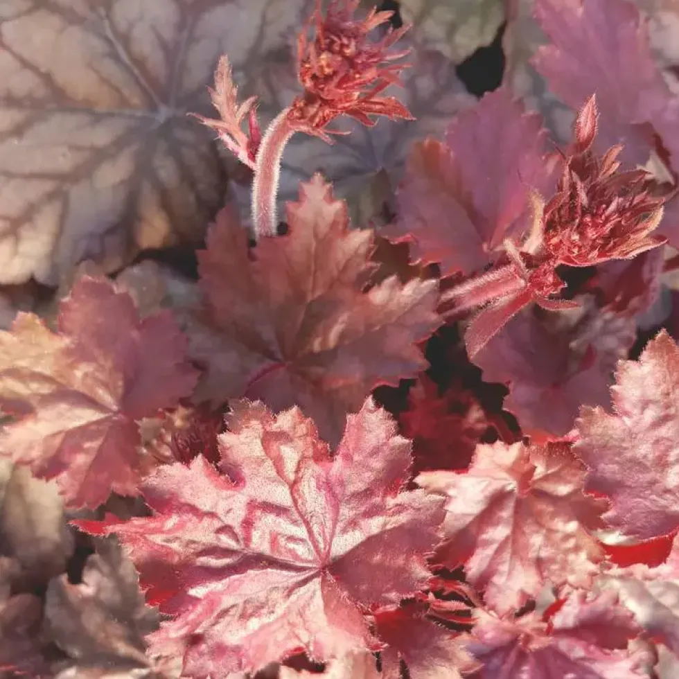 Heuchère ou Désespoir du peintre à fleurs multicolores - Le pot de 1 litre