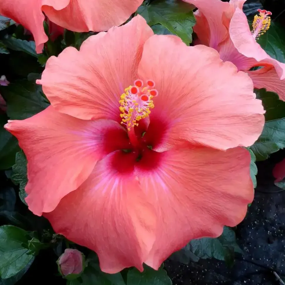 Hibiscus long Life 'Yupla' Tige - Le pot de 24 cm
