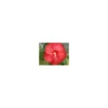 Hibiscus Moscheutos - La coupe de 30 cm