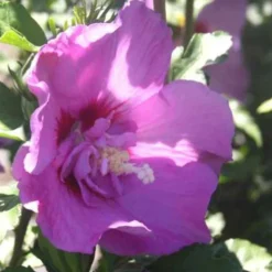 Hibiscus Syriacus ou Althéa Lavender Chiffon rose. Le pot de 4 litres