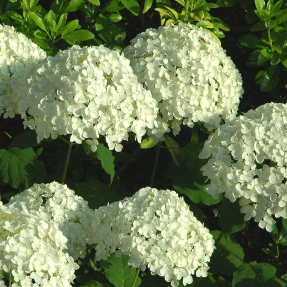 Hortensia Annabelle ou Hydrangea Arborescens blanc. Le pot de 10 litres