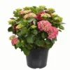 Hortensia à grandes fleurs Hydrangea Fleuri en pot de 5 litres