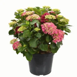 Hortensia à grandes fleurs Hydrangea Fleuri en pot de 5 litres