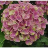 Hortensia à grandes fleurs Magical en pot de 5 litres