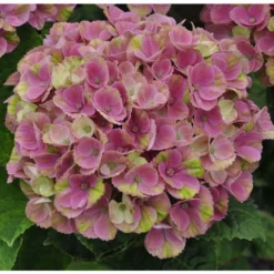 Hortensia à grandes fleurs Magical en pot de 5 litres