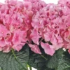 Hortensia - Le cache pot