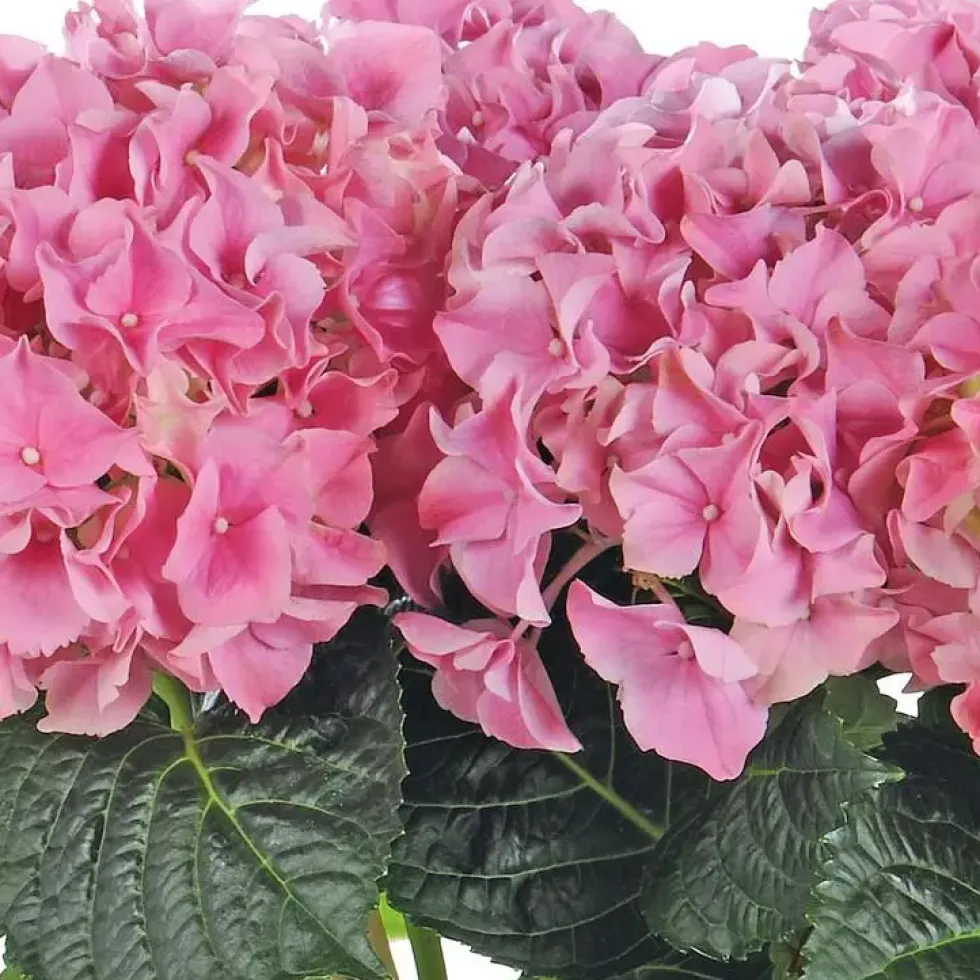 Hortensia - Le cache pot