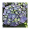 Hortensia. Le pot de 3 litres
