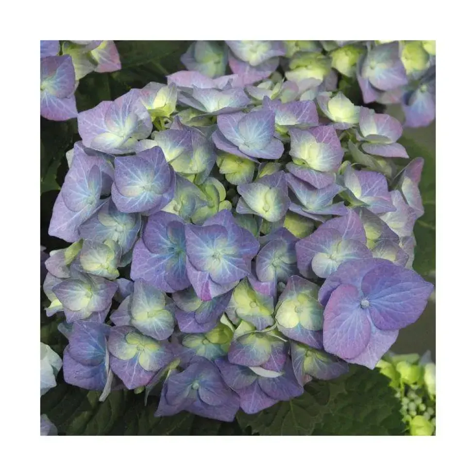 Hortensia. Le pot de 3 litres