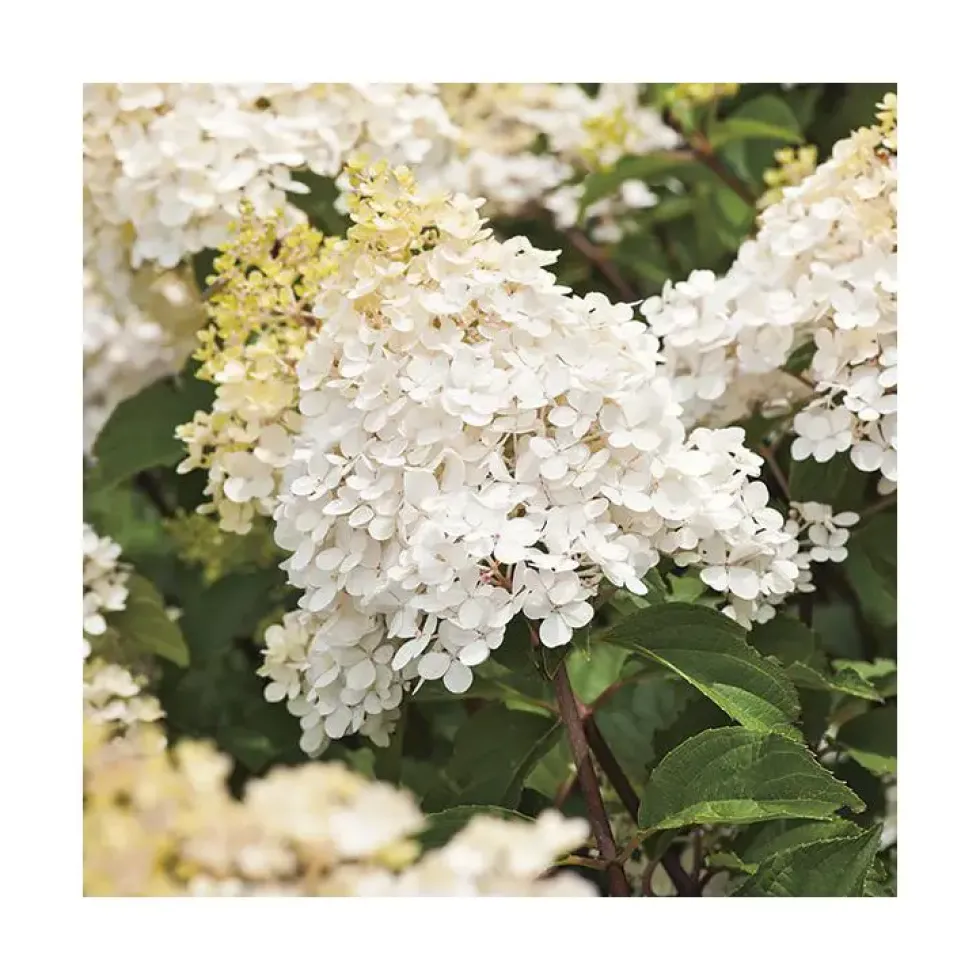 Hortensia paniculé Phantom blanc. Le pot de 7 litres