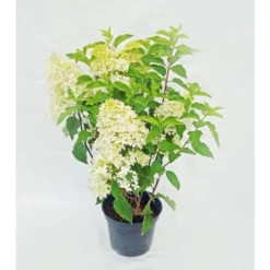 Hortensia paniculé Phantom blanc. Le pot de 7 litres