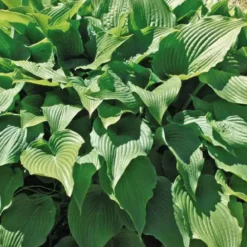 Hosta Ventricosa - Le pot de 9 x 9 cm