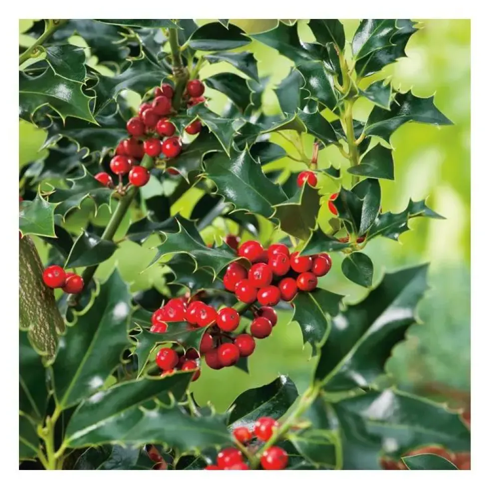 Houx Crenata Dark Green - pot 2 L