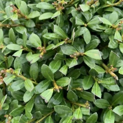 Houx crénelé vert. 140/160 cm