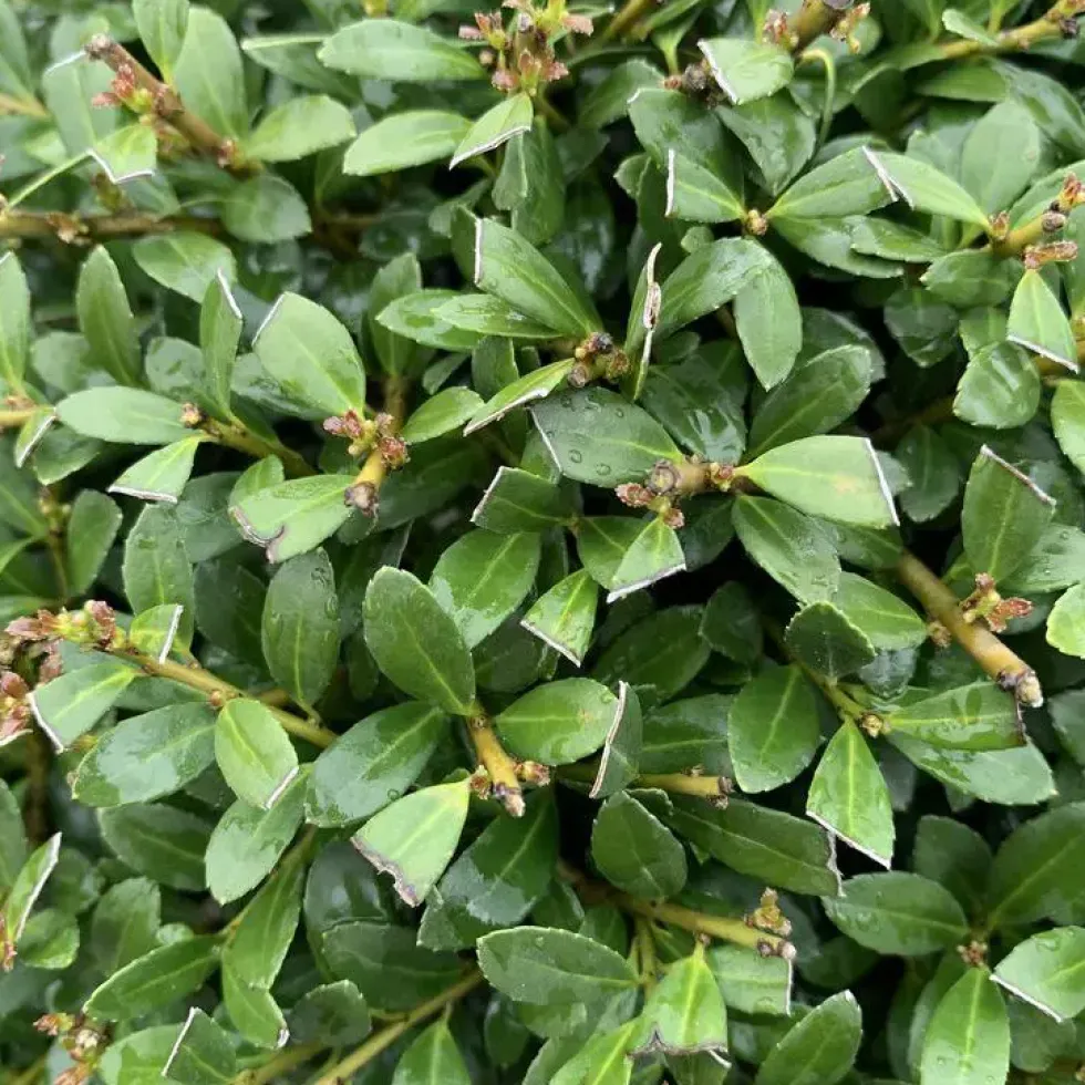 Houx crénelé vert. 140/160 cm