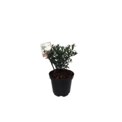 Houx Ilex Aquifolium Myrthifolia en pot de 2 L