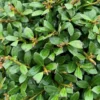 Houx (Ilex Crenata) Stokes buisson. Le pot de 2 litres