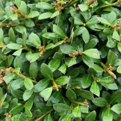 Houx (Ilex Crenata) Stokes buisson. Le pot de 2 litres