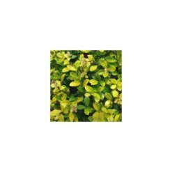 Houx Ilex Meserveae Little Rascal en pot de 2 L