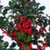 Houx ou Ilex variés - Le pot de 10,5 cm