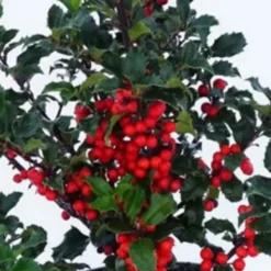 Houx ou Ilex variés - Le pot de 10,5 cm