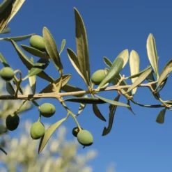 Huile d’olive extra vierge douce bio en bouteille de verre Luce - 75 cl