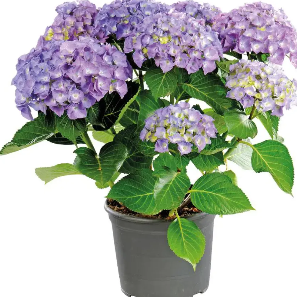 Hydrangea Macrophylla Music Collection - Pot de 5L